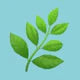Menta